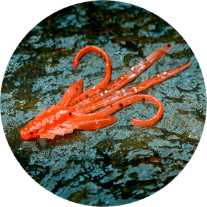 Redbass gumová nástraha nymfa orange g - s 53 mm
