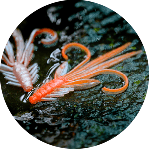 Redbass gumová nástraha nymfa orange/silver uv - s 53 mm