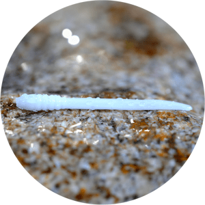 Redbass gumová nástraha micro tail s 35 mm - white