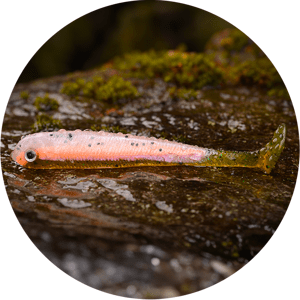 Redbass gumová nástraha ripper swimmer slim rainbow trout uv - l 88 mm